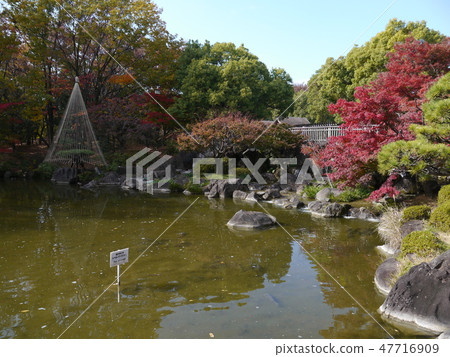 Autumn leaves of Fuchu's forest park Autumn leaves of Fuchu's forest park 47716909