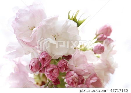 櫻花 櫻花 47717180