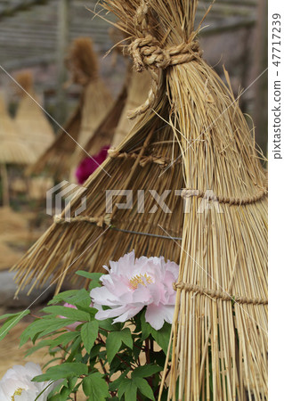 Winter bloom and waxing bowl 47717239