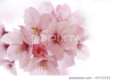 櫻花 櫻花 47717252