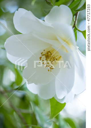 山茶花鳥 47717283
