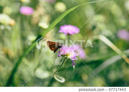 Orange butterfly on the pink flower 47717443