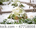Chinese cabbage and snow 47718008
