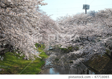 小川和大堤的櫻花 小川和大堤的櫻花 47718065