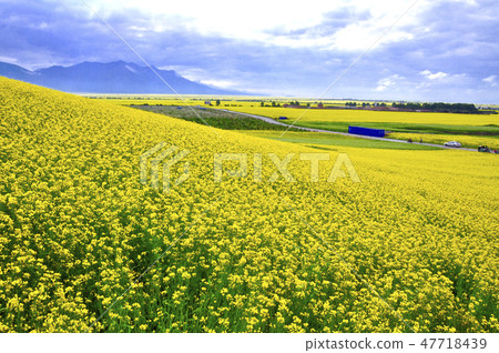傳播在連雲山脈腳下的油菜花田俯視青海省的來源 傳播在連雲山脈腳下的油菜花田俯視青海省的來源 47718439