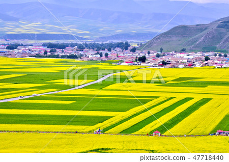 青海省源,油菜田在連雲山腳下蔓延 青海省源,油菜田在連雲山腳下蔓延 47718440
