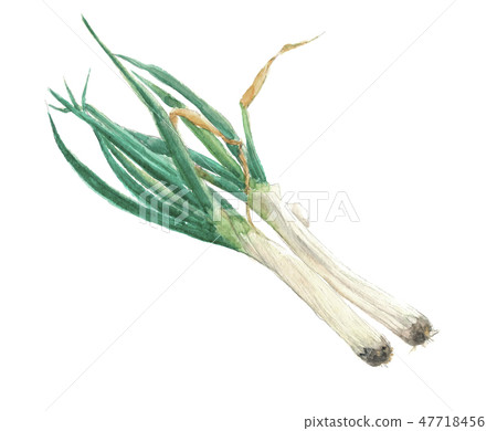 Japanese leek Japanese leek 47718456