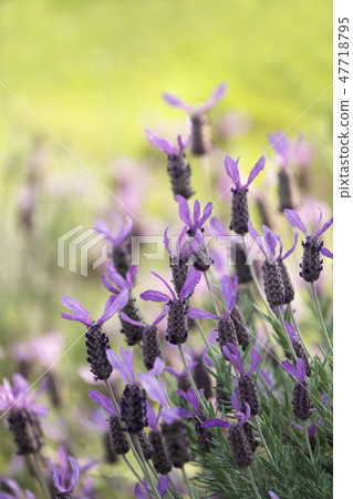 lavender lavender 47718795