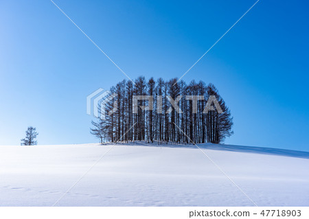 Mild Seven Tree 47718903