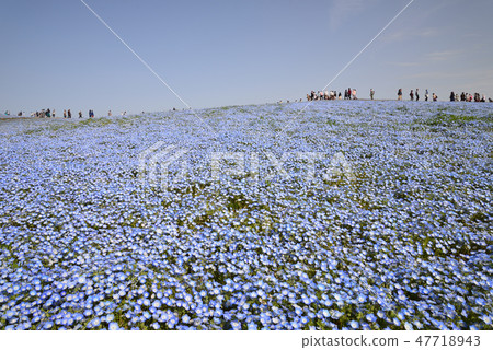 日立海灘公園的Nemophila#30 日立海灘公園的Nemophila#30 47718943