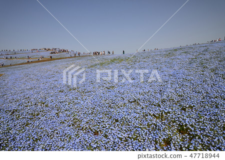 日立海灘公園的Nemophila#29 日立海灘公園的Nemophila#29 47718944