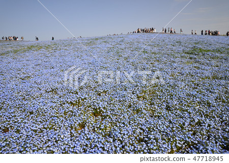 日立海灘公園的Nemophila＃28 47718945