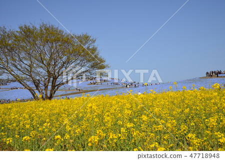 Nemophila of Hitachi Beach Park # 25 47718948