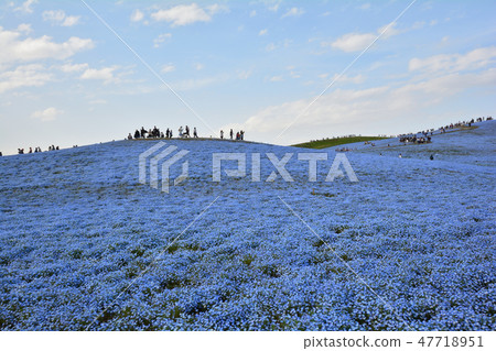日立海灘公園的Nemophila#22 日立海灘公園的Nemophila#22 47718951