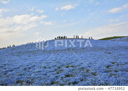日立海灘公園Nemophila#21 日立海灘公園Nemophila#21 47718952