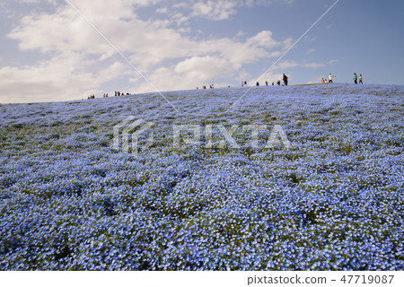 Nemophila of Hitachi Beach Park # 39 47719087