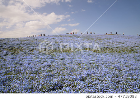 日立海灘公園的Nemophila#38 日立海灘公園的Nemophila#38 47719088