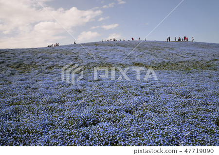 日立海灘公園的Nemophila#36 日立海灘公園的Nemophila#36 47719090