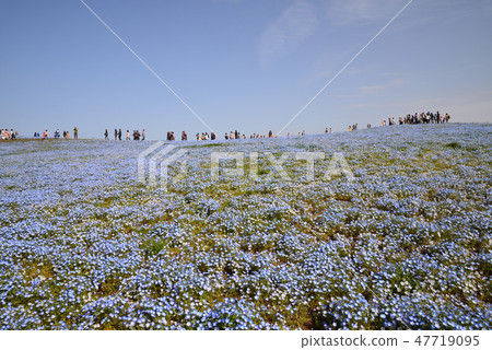 日立海灘公園的Nemophila#31 日立海灘公園的Nemophila#31 47719095