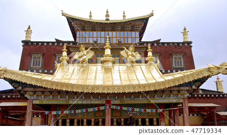 雲南香格里拉金色閃亮松樹林 47719334