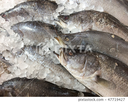 Fresh Fish Chilling on Ice, fish sold in a market. Fresh Fish Chilling on Ice, fish sold in a market. 47719427