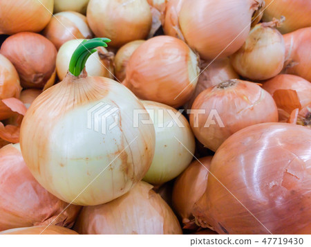 Fresh onions background, Vegetables for healthy. Fresh onions background, Vegetables for healthy. 47719430
