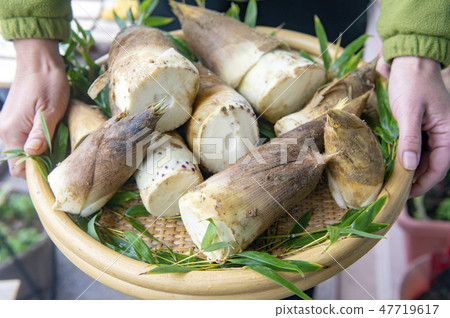 Morning bamboo shoots 47719617