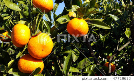 濱松(青島)16:9成熟橘子 濱松(青島)16:9成熟橘子 47719653