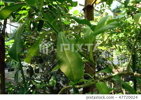 Leaves of Xasatabella Leaves of Xasatabella 47720024