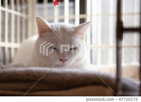 A nap of a cat A nap of a cat 47720173