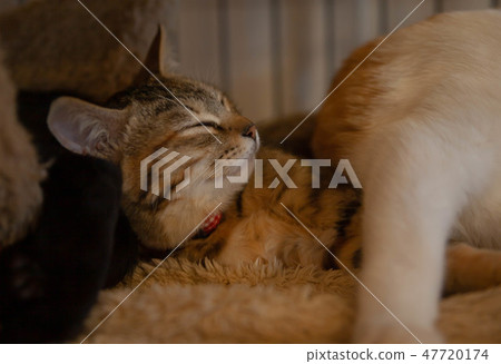 A nap of a cat A nap of a cat 47720174