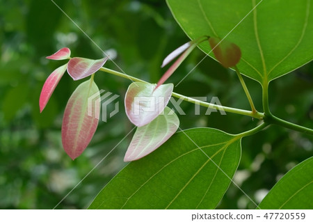 Ceylon Nikkei's coloring leaves 47720559