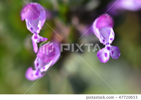 Hotokenosa（佛座） 47720653