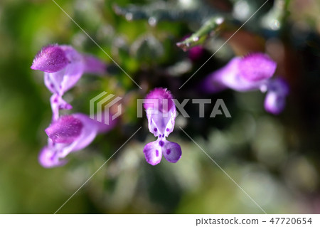 Hotokenosa（佛座） 47720654