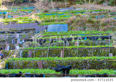 Wasabi field of Amagi in Izu shizuoka prefecture Wasabi field of Amagi in Izu shizuoka prefecture 47721635