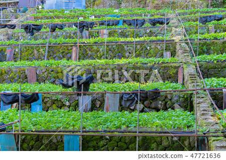 伊豆靜岡縣天城的芥末田 伊豆靜岡縣天城的芥末田 47721636