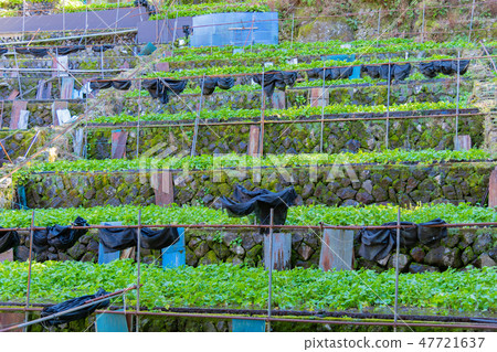 伊豆靜岡縣天城的芥末田 伊豆靜岡縣天城的芥末田 47721637