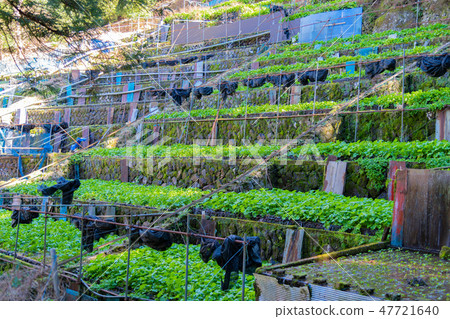 Wasabi field of Amagi in Izu shizuoka prefecture 47721640