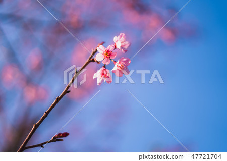 Spring blossom pink flowers Beautiful nature Spring blossom pink flowers Beautiful nature 47721704