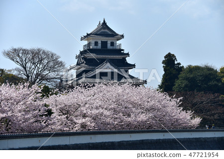 Castle and cherry blossoms 47721954