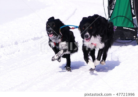 Eighth Enishi Dog Sled Competition 47721996