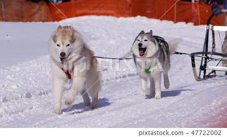 Eighth Enishi Dog Sled Competition Eighth Enishi Dog Sled Competition 47722002