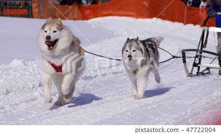 Eighth Enishi Dog Sled Competition 47722004