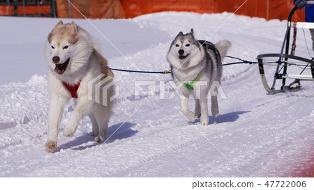 Eighth Enishi Dog Sled Competition 47722006