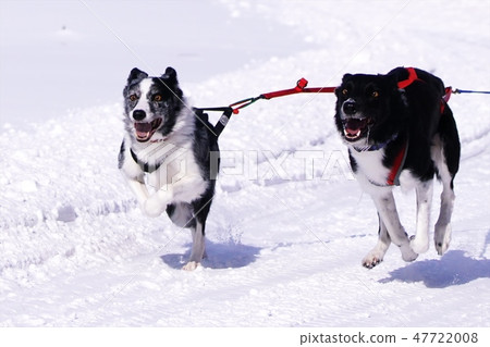 Eighth Enishi Dog Sled Competition Eighth Enishi Dog Sled Competition 47722008