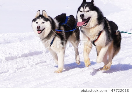 Eighth Enishi Dog Sled Competition Eighth Enishi Dog Sled Competition 47722018