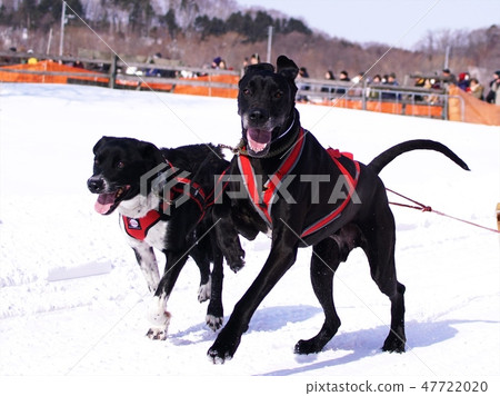 第八屆Enishi犬雪橇比賽 47722020