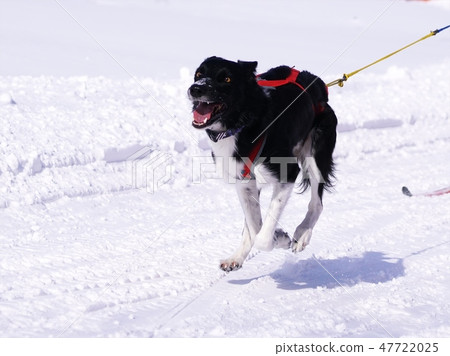 Eighth Enishi Dog Sled Competition 47722025