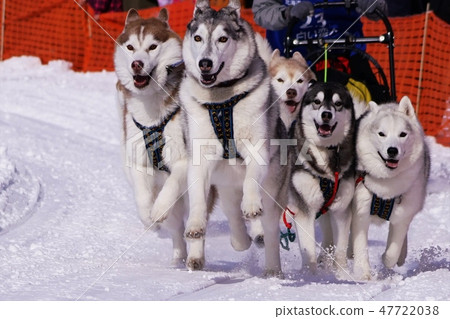 Eighth Enishi Dog Sled Competition Eighth Enishi Dog Sled Competition 47722038