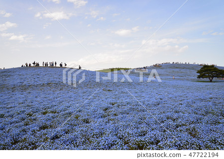 日立海灘公園的Nemophila#60 日立海灘公園的Nemophila#60 47722194